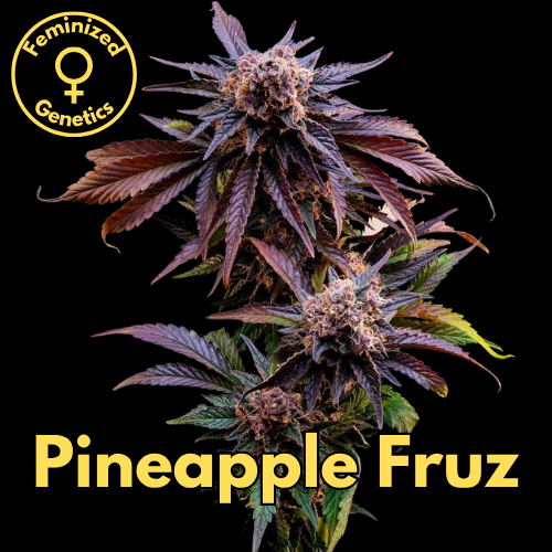 Pineapple Fruz