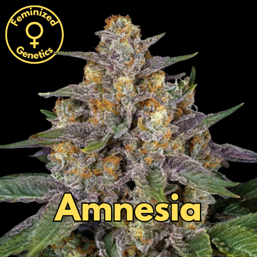Amnesia