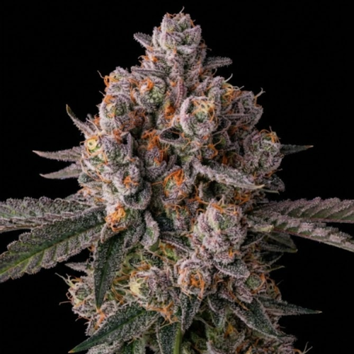 Toxic Love (Permanent Marker x Jealousy)