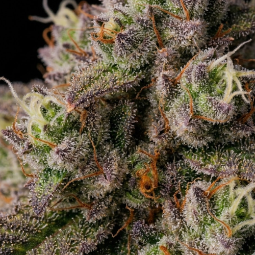 Toxic Love (Permanent Marker x Jealousy)