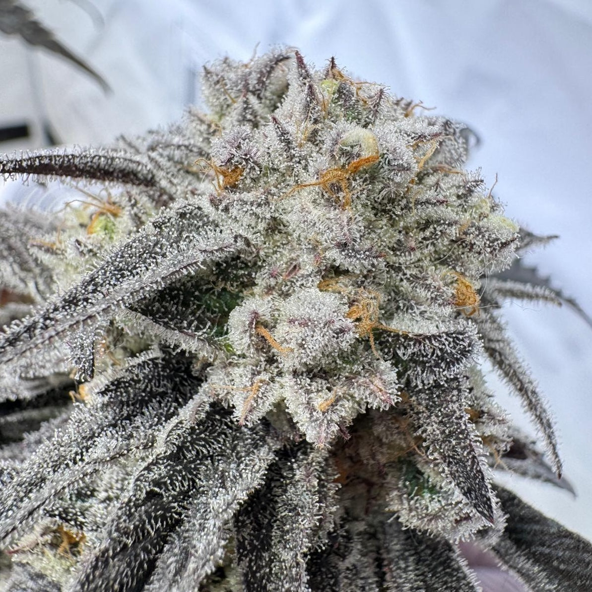 Frosty Flurry (Ice Cream Cake × Oreoz)
