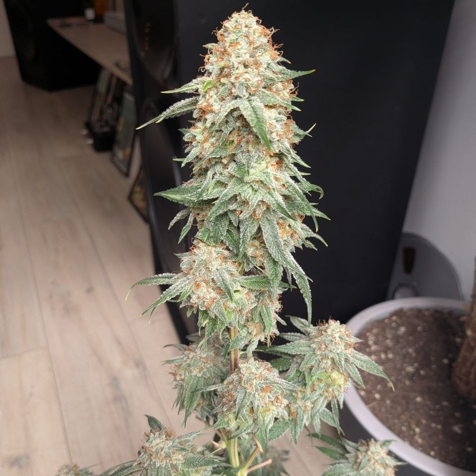 Grape O's (Grape Pie × Oreoz)