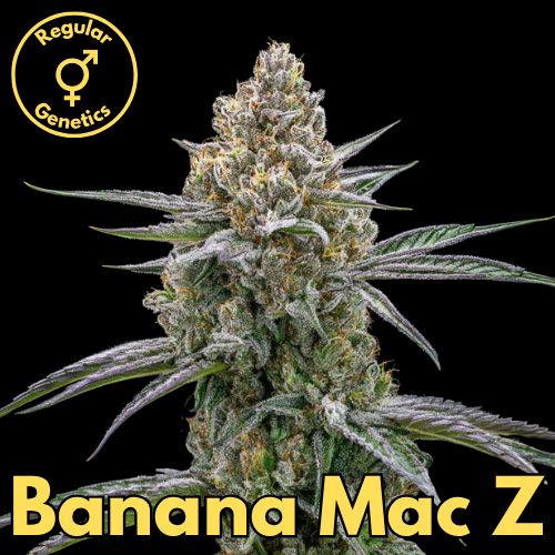Banana Mac Z (Banana OG / Icy Mac × Tahoe Chem Z)