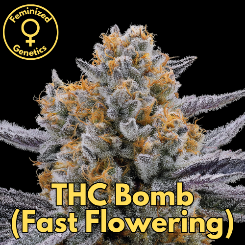 THC Bomb (Fast Flowering)