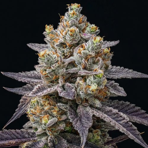 Runtzoline (White Runtz × Grape Gas)