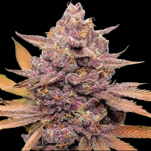 Red Fuel (Tropicana Cherry × Grape Gas)