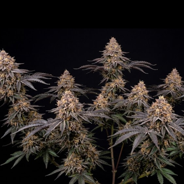 Gasbah (Moroccan Peaches × Grape Gas)