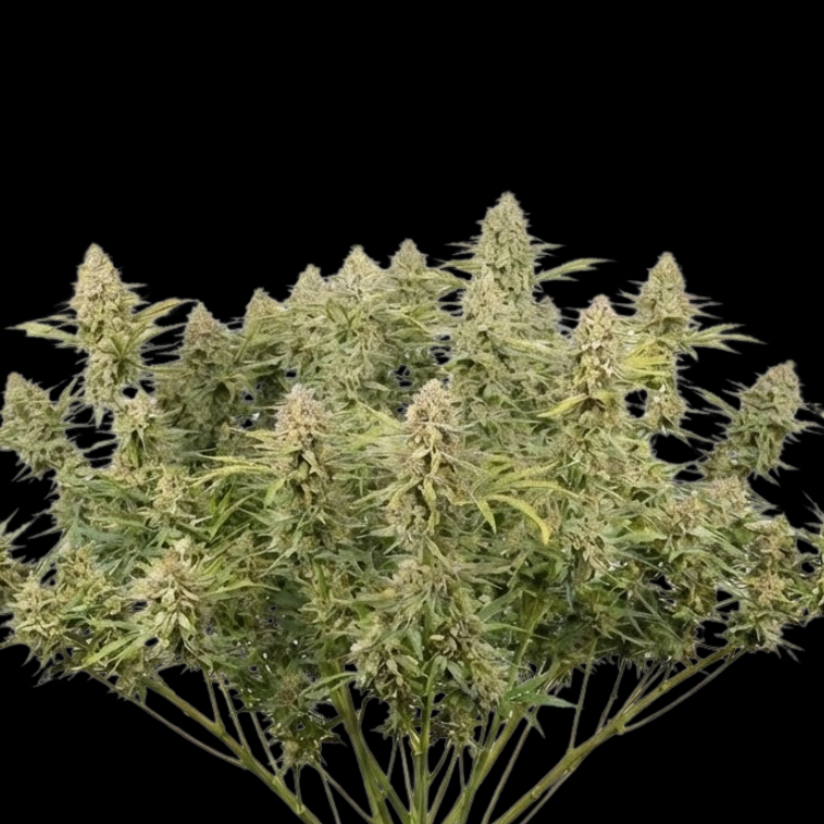 Spritzer (Runtz × Grape Pie × MAC)