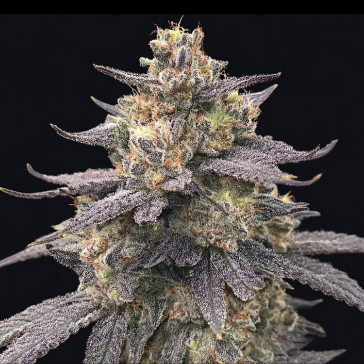 Grape Truffle (Dulce de Uva × Oreoz)