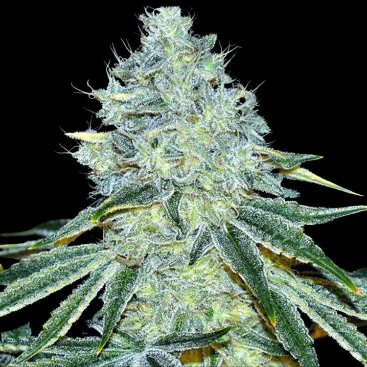 MAC (Alien Cookies × Columbian × Starfighter)