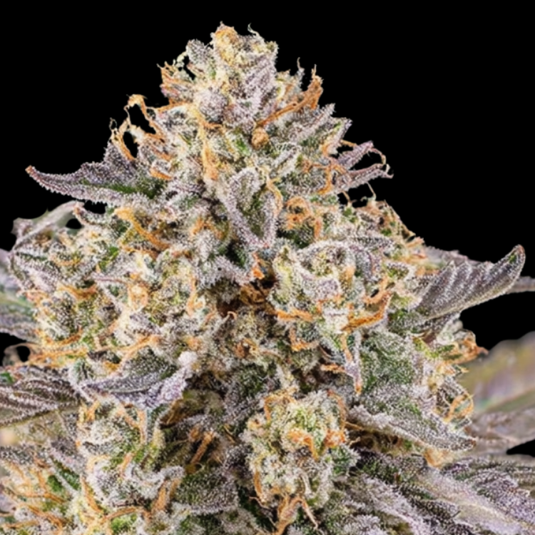 Grape O's (Grape Pie × Oreoz)