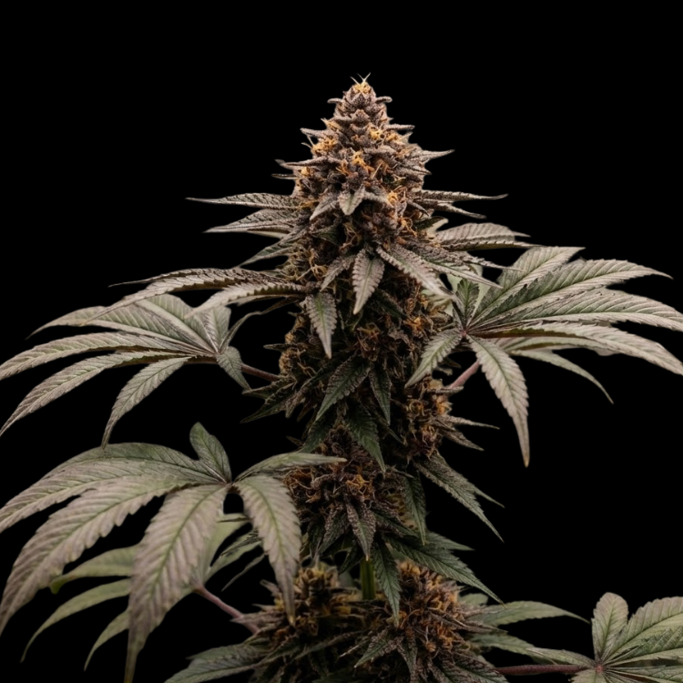 Toxic Relationship (GMO × Jealousy)