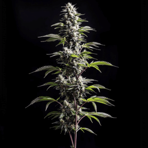 Blueberry