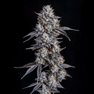 Pineapple Fruz