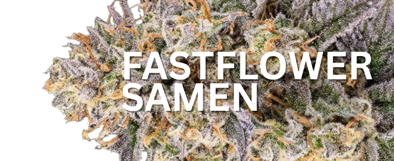 Fast Flowering Samen – Schnell blühende Cannabis Samen für Indoor & Outdoor