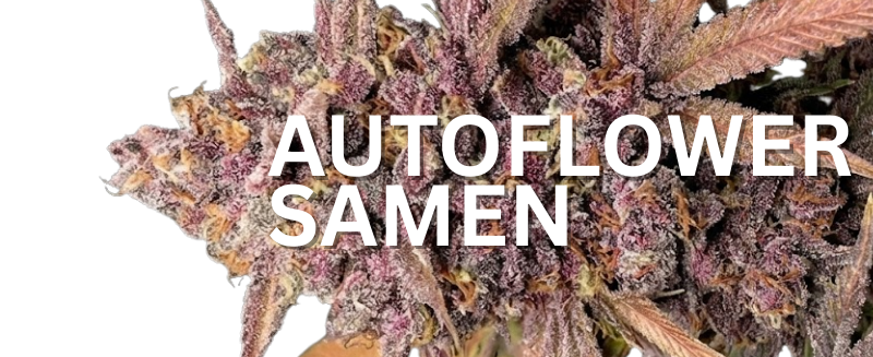 Autoflowering Seeds