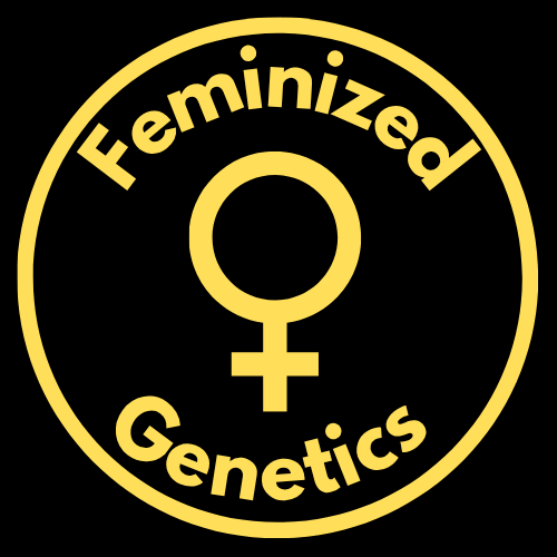Feminisierte Samen