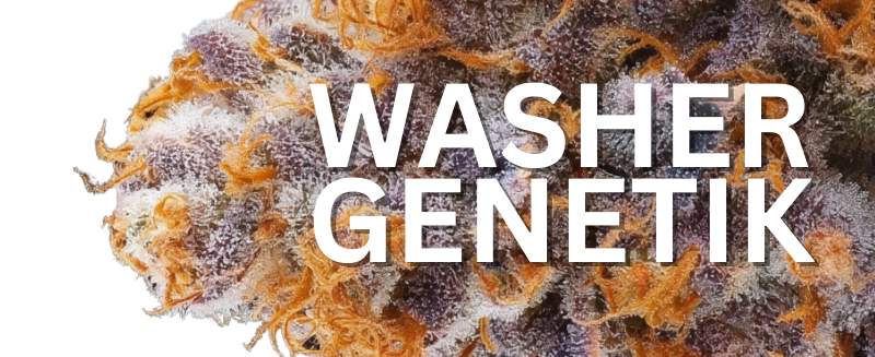 Washer Genetiken