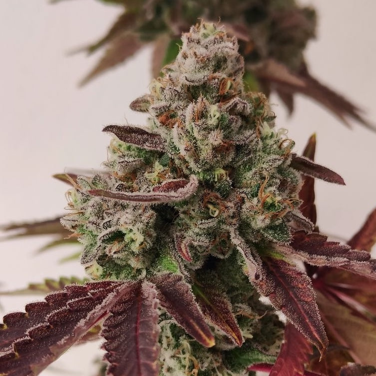 Grape Truffle (Dulce de Uva × Oreoz)