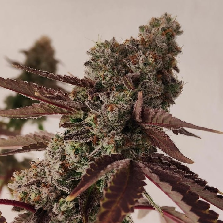 Grape Truffle (Dulce de Uva × Oreoz)