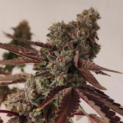 Grape Truffle (Dulce de Uva × Oreoz)