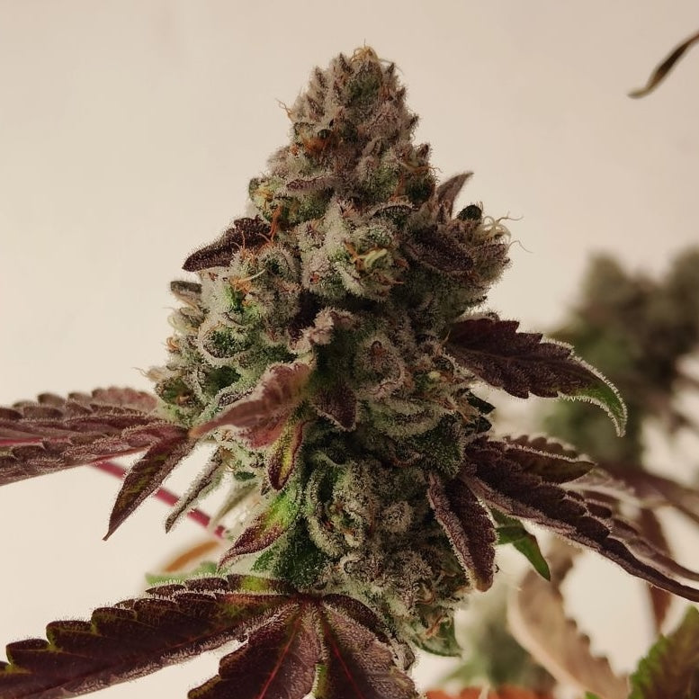 Grape Truffle (Dulce de Uva × Oreoz)