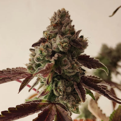 Grape Truffle (Dulce de Uva × Oreoz)