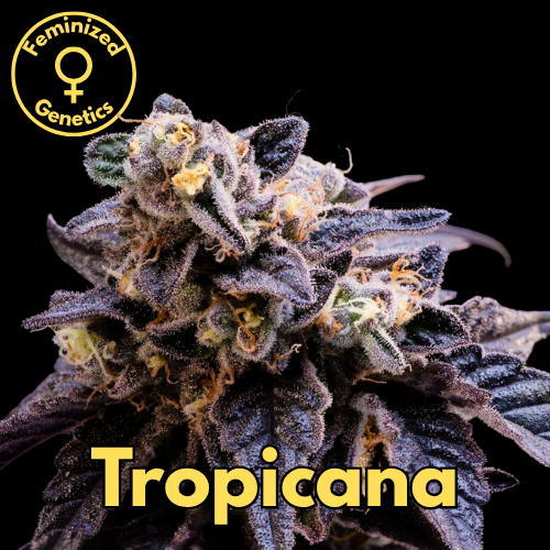 Tropicana