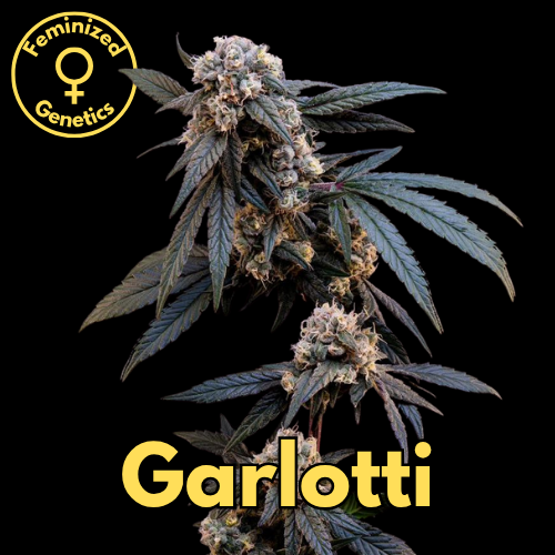 Garlotti
