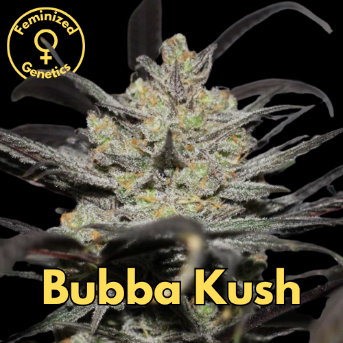 Bubba Kush