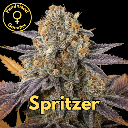 Spritzer