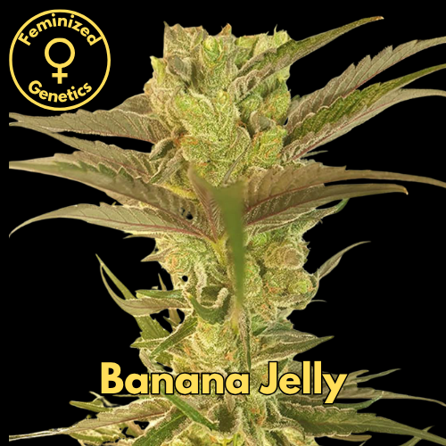 Banana Jelly