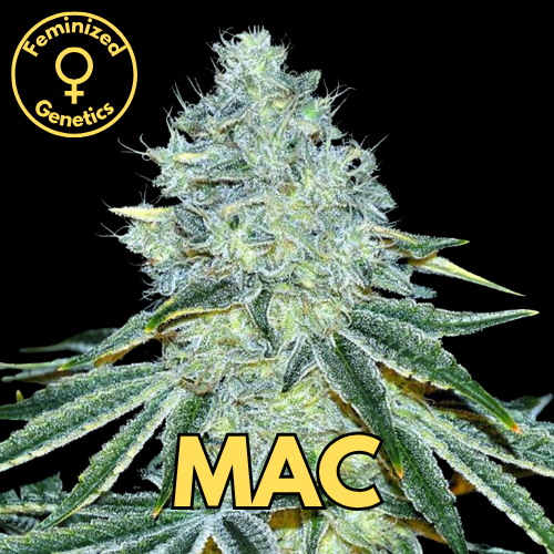MAC