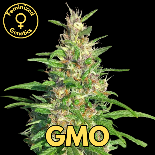 GMO