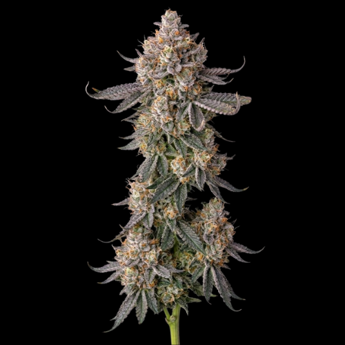 Toxic Love (Permanent Marker x Jealousy)