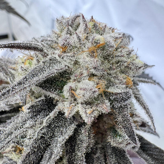 Frosty Flurry (Ice Cream Cake × Oreoz)
