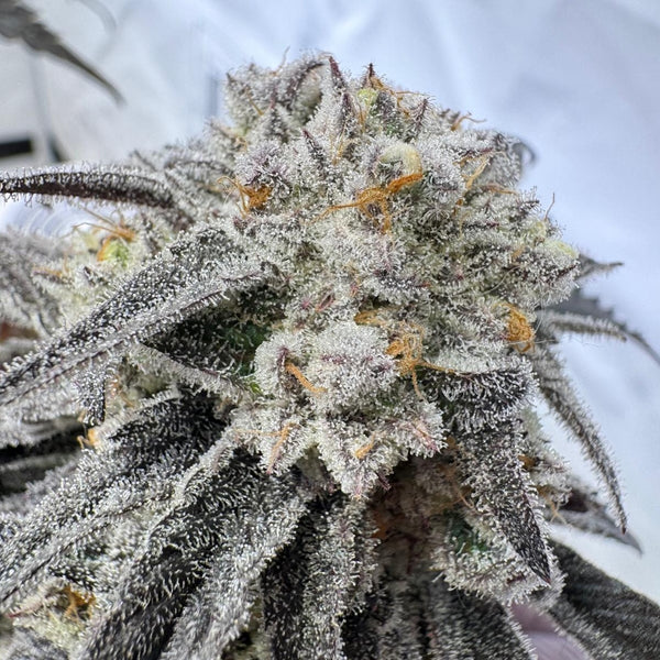 Frosty Flurry (Ice Cream Cake × Oreoz)