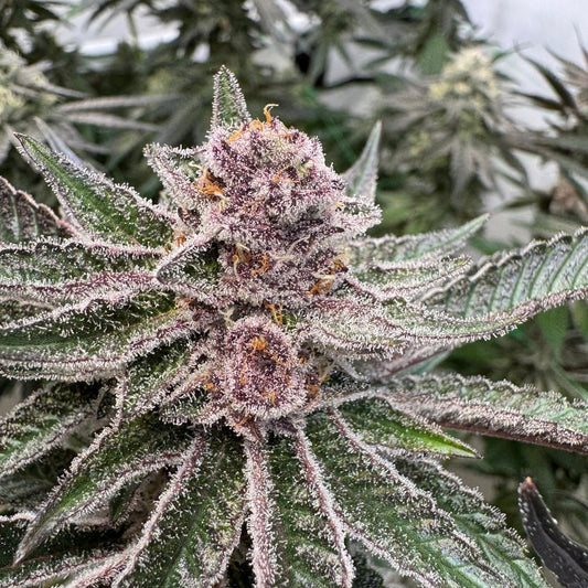Red Fuel (Tropicana Cherry × Grape Gas)