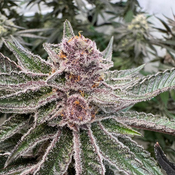 Red Fuel (Tropicana Cherry × Grape Gas)
