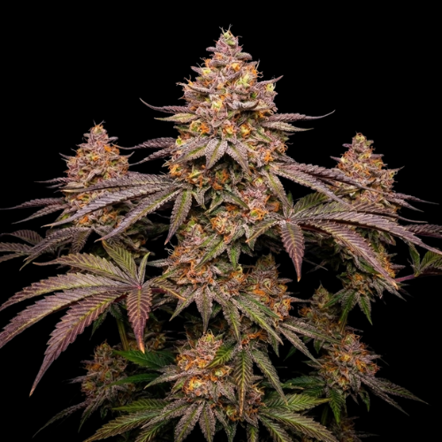 Banana Split (Banana Punch × Oreoz)