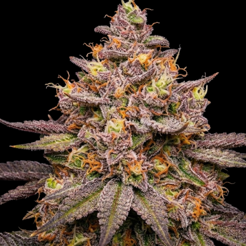 Banana Split (Banana Punch × Oreoz)