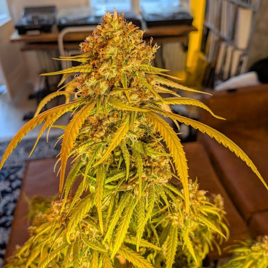 Banana Split (Banana Punch × Oreoz)