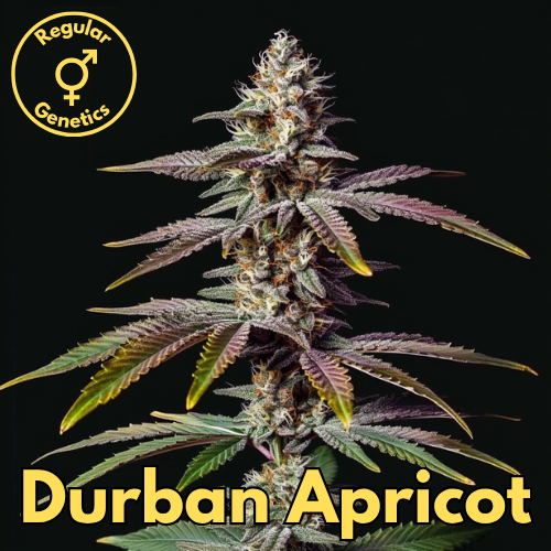 Durban Apricot (Durban Orange × Apricot Mints)