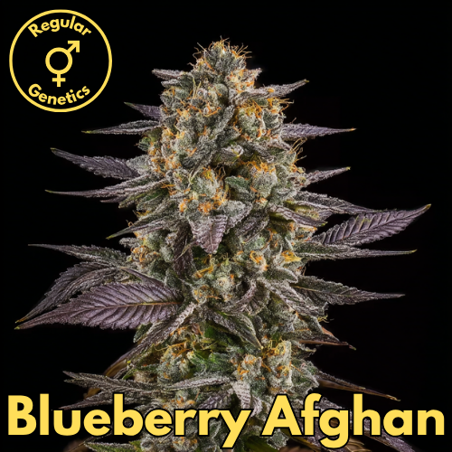 Blueberry Afghan (Heirloom)