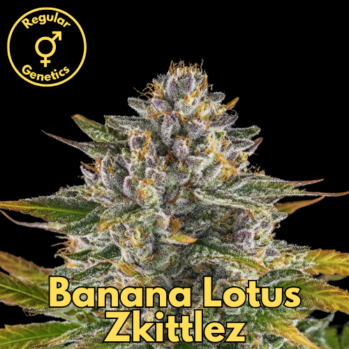 Banana Lotus Z (Banana Lotus × Z)
