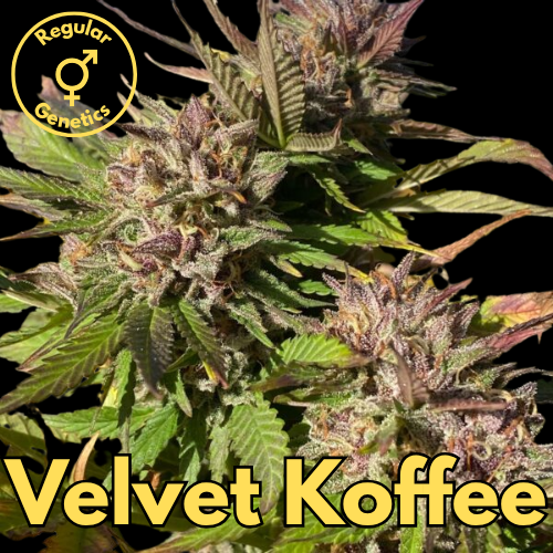 Velvet Koffee (Velvet Purps × Coffee)