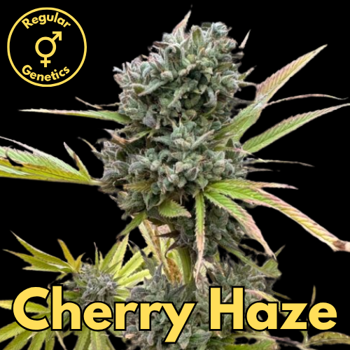 Cherry Haze (Haze 19 × Cherry Lotus)