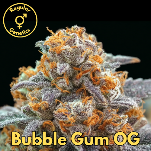 Bubble Gum OG (Indiana Bubblegum × Tahoe Chem)