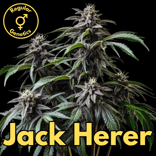 Jack Herer (Jack Herer Clone × Sensi Jack)
