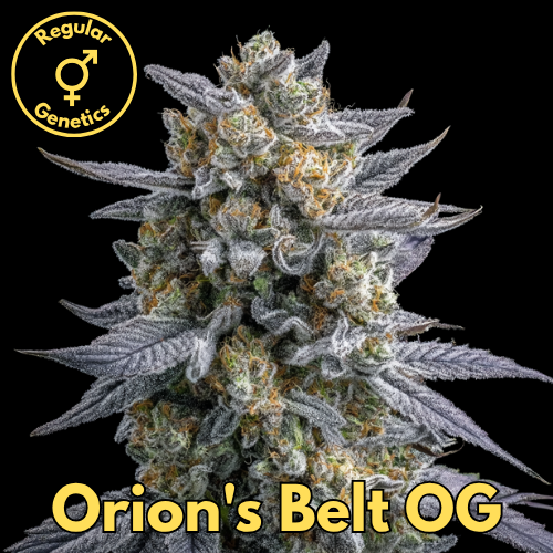 Orion's Belt OG (Rolls Choice × Sphinx's OG × Lemon Head)